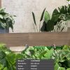 Gạch Vietceramics 212FOWNBR